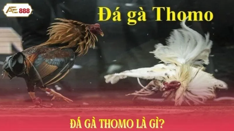 Đá gà Thomo là gì?